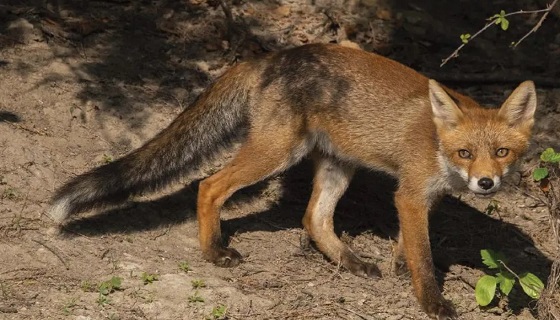 Allarme volpi in Sardegna, se ne parla a Cagliari