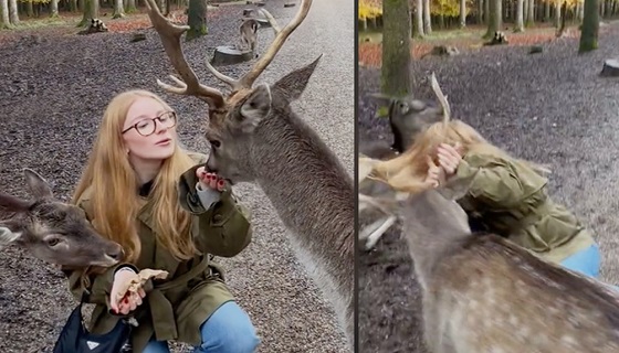 Dà da mangiare a un cervo: finisce malissimo. Come sta oggi la ragazzina ferita