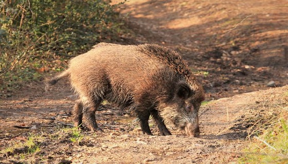 Sardegna: Stop caccia al cinghiale a febbraio ma Regione è contraria