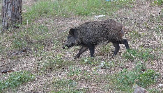 Parco dell’Alta Murgia: sparano al cinghiale, ma centrano un’auto