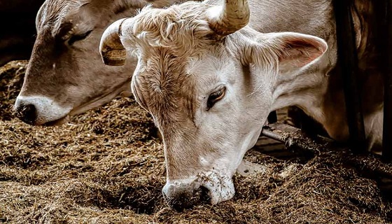 Riduzione delle restrizioni al movimento di ovini e bovini al di fuori della Sardegna in relazione alla malattia del cervo (Ehd) e al siero della lingua blu di tipo tre (Btv3).