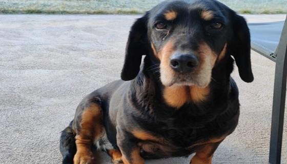 “L’ENPA sequestra il mio cane da caccia che sarebbe tornato da solo”