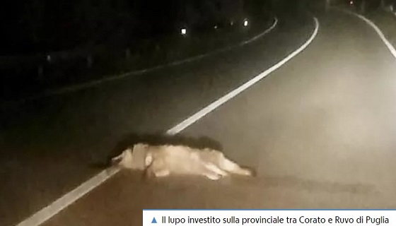 Un lupo investito e ucciso nel Barese, l’allarme del Parco dell’Alta Murgia: “Non è un caso isolato”