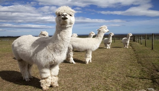 Rimini. Branco di lupi sbrana alpaca