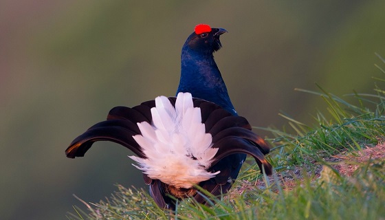 Il Gallo Forcello o Fagiano di Monte