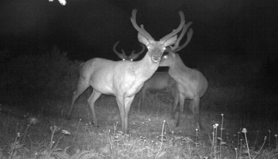 Montagne troppo affollate e gli animali diventano più notturni: lo studio fiorentino