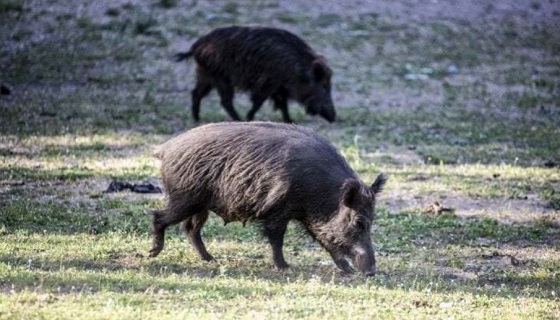 Allarme trichinellosi, dieci casi in provincia di Foggia: l’ipotesi di un pasto a base di cinghiale dopo una battuta di caccia