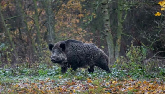 Video: un cinghiale di 120 kg carica un cacciatore