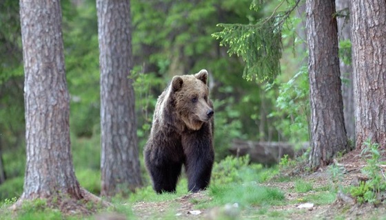 Orso, dopo l’aggressione Fugatti chiama il ministro. Animalisti: Vediamoci chiaro prima”