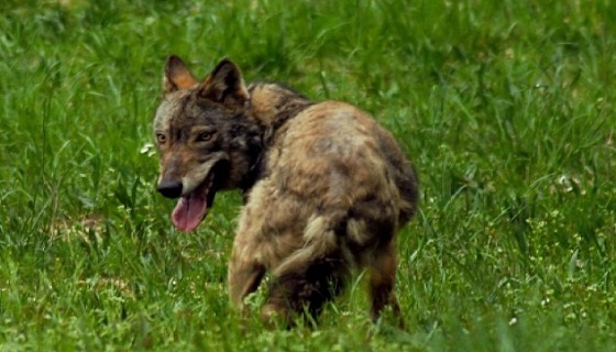 Propata, cane da caccia sbranato dai lupi