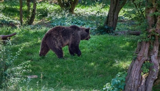 Dall’aggressione ai due cacciatori sul Peller al radiocollare scarico, ecco chi è l’orsa JJ4 che ha ucciso Andrea Papi