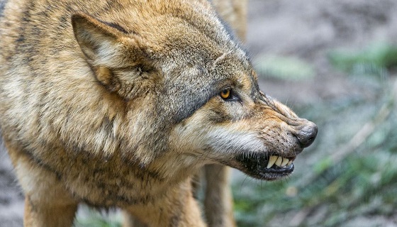 Donna morsa da un lupo in Lucchesia