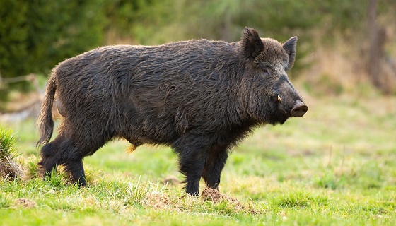 “Sono stato aggredito da un cinghiale in pieno giorno nell’area Sic a Vasto Marina”