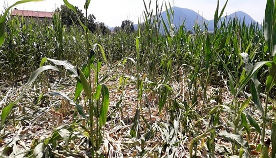 Liguria: Danni fauna selvatica, Regione apre a sistema di autodifesa degli agricoltori