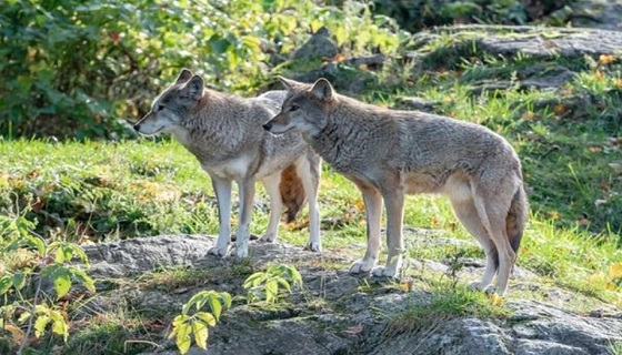 In Tirolo un’unità speciale per abbattere i lupi. I cacciatori: «No ai supereroi»