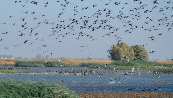 Il Parlamento Ue approva la legge sul ripristino della natura