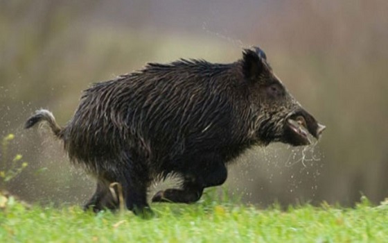 Agricoltore aggredito da cinghiale nel Cosentino. Confagricoltura: «intervenga l’esercito»