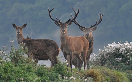 Ok caccia al cervo in Abruzzo, Tar dice no ad animalari…