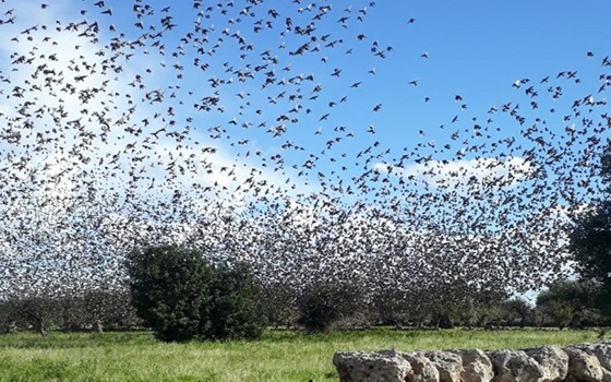 Toscana: Stop caccia allo storno in deroga