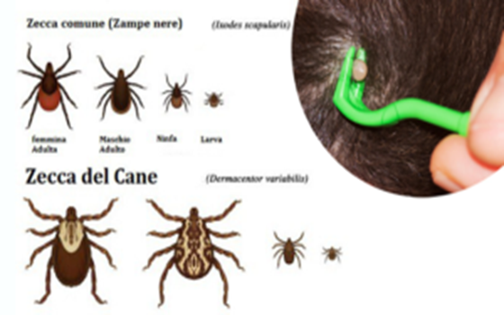 Zecche: le malattie
