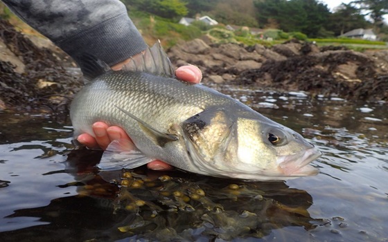 La pesca sportiva ricreativa