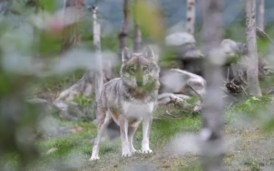 Liguria: Attenti al lupo, attacchi a cani da caccia, bestiame e un asino