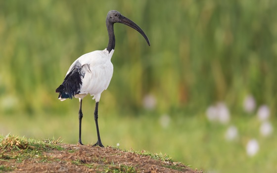 Associazioni venatorie Toscana chiedono caccia in deroga all’ibis sacro