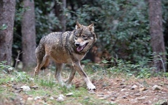 Lupi, mattanza di pecore in area vicino Aeroporto: “Trovare soluzione in tempi rapidi”